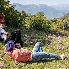 Фотоохота на безвременники по дороге на Хвамли. 