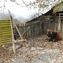 Окуреши.